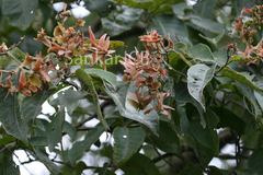 Terminalia paniculata